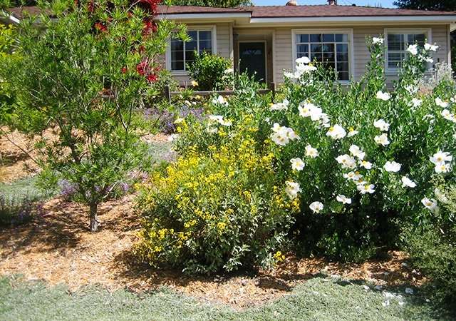 Dymond Nativescape Yard