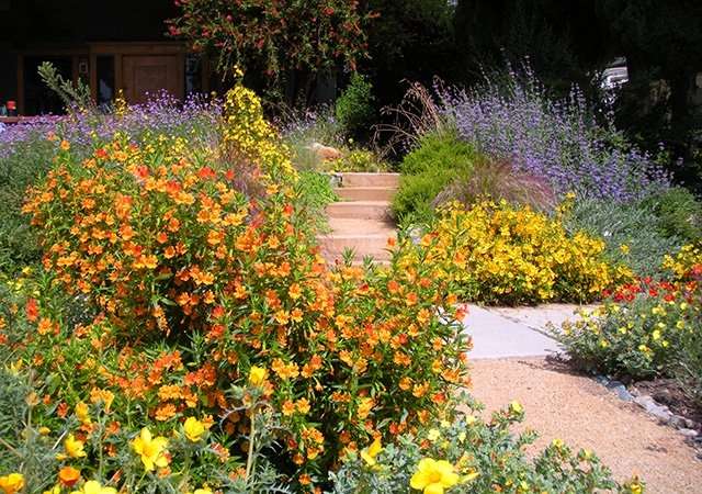 Fielder-Cohen Nativescape Yard