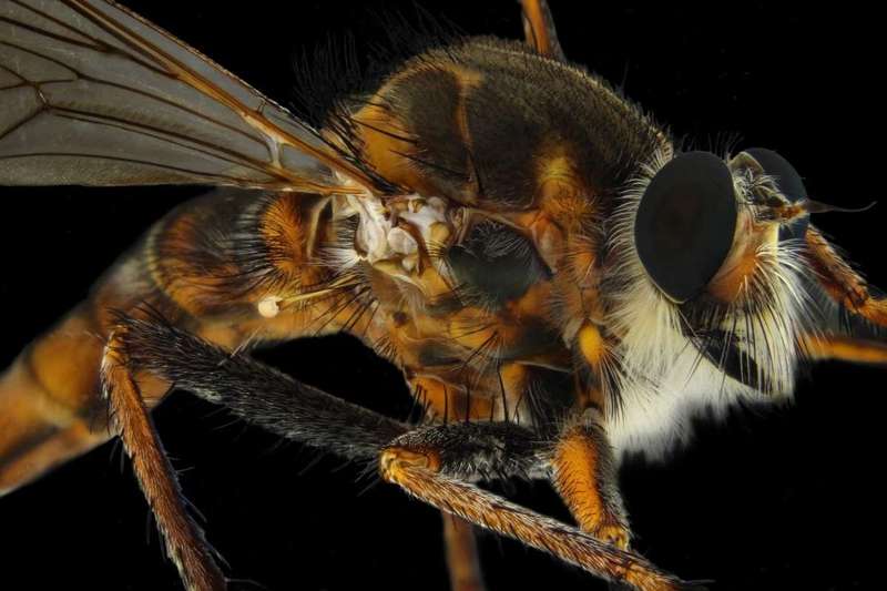 Bee