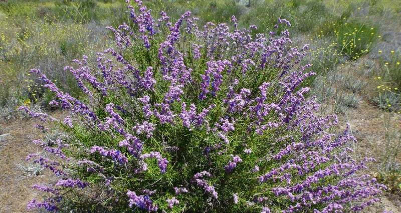 Large Native Plant