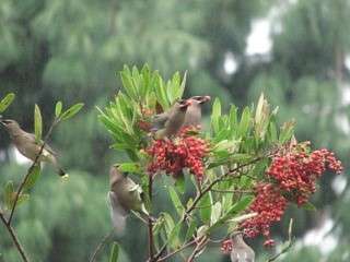 Birds in a Native Plant