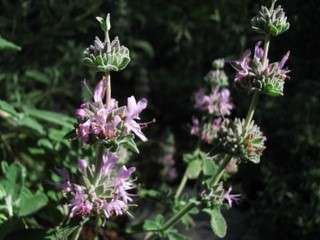 Purple Flowered Native Plant
