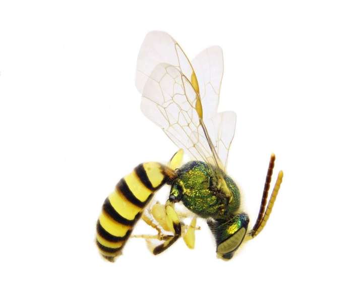 Wasp